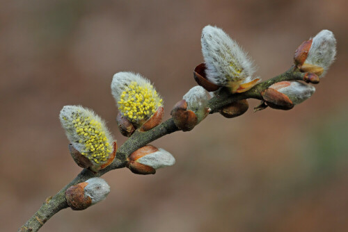 Weidenkätzchen

Aufnameort: Odenwald
Kamera: Canon EOS 60D