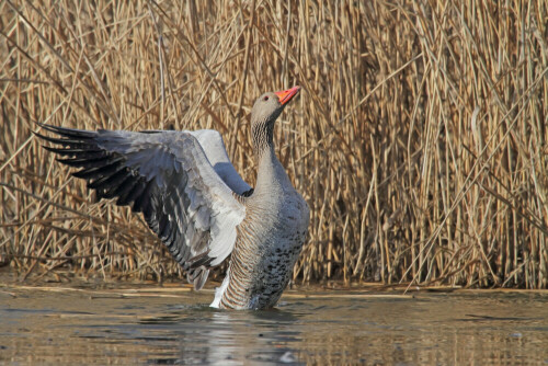 Graugans

Aufnameort: Odenwald
Kamera: Canon EOS 7D