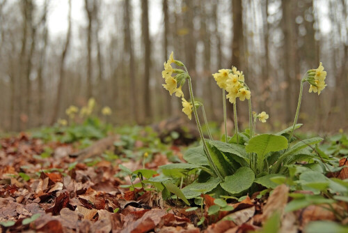 Hohe Schlüsselblume

Aufnameort: Odenwald
Kamera: Canon EOS 60D