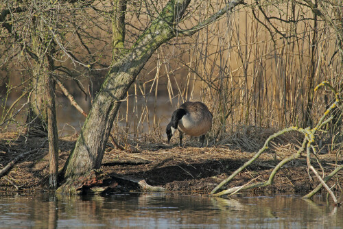 Kanadagans

Aufnameort: Odenwald
Kamera: Canon EOS 7D