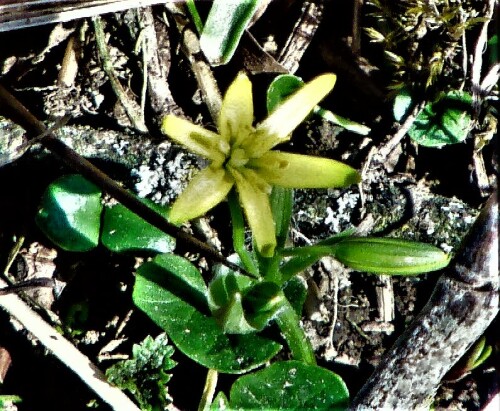 Das Scharbockskraut gehört zu den Hahnenfußgewächsen(Ranunculaceae) sowie zu den Frühjahresblühern.
https://de.wikipedia.org/wiki/Scharbockskraut

Aufnameort: Eibelshausen Ostufer des Lohmühlenweihers
Kamera: Medion Camcorder