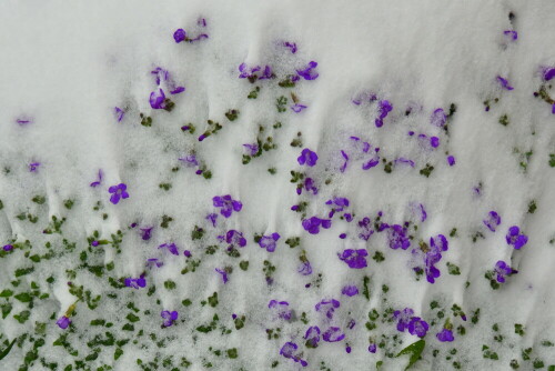 blaukissenbluten-in-schneewand-28239.jpeg