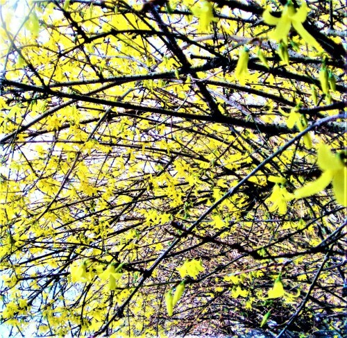 Forsythien sind häufig angepflanzte Ziersträucher. Sie gehören zur Familie der Ölbaumgewächsen(Oleaceae).
https://de.wikipedia.org/wiki/Forsythie

Aufnameort: Eiershausen
Kamera: Canon EOS 1300D