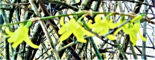 Forsythien sind oft angepflanzte Ziersträucher.
https://de.wikipedia.org/wiki/Forsythie

Aufnameort: Eiershausen
Kamera: Canon EOS 1300D