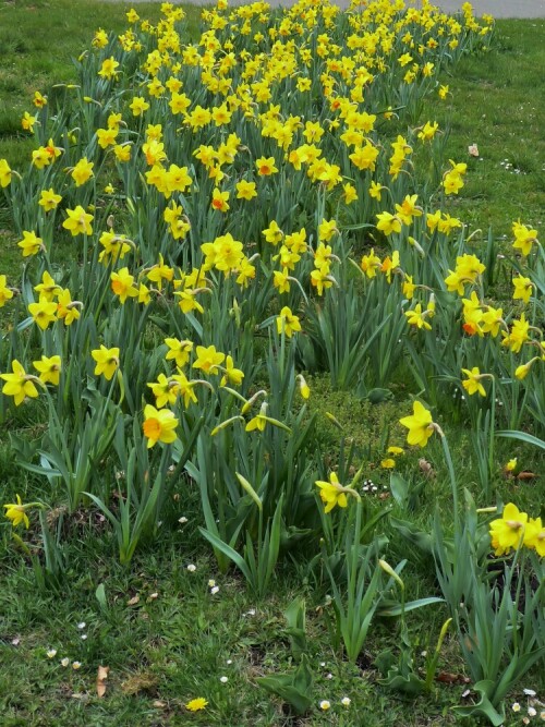 Um den ganzen Wiblinger Ring und in Wiblingen sind diese Blumen zu sehen.

Aufnameort: Wiblingen
Kamera: Panasonic Lumix TZ 71