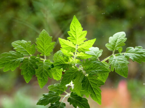 

Aufnameort: Weidenbach in meinem Garten
Kamera: Panasonic Lumix FZ 330