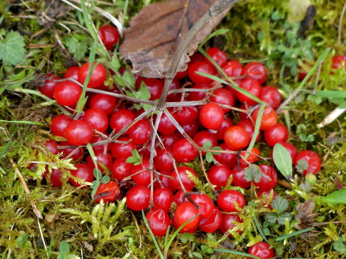 abgefallene-schneeballbeeren-im-moos-28257.jpeg