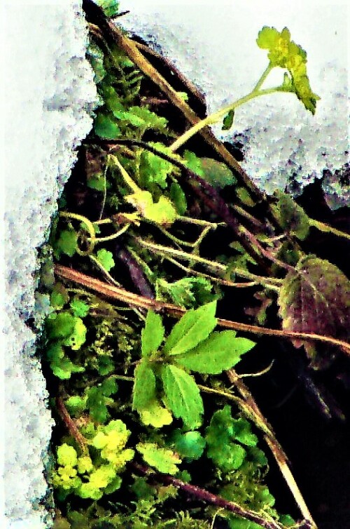 Das Wechselblättrige Milzkraut gehört zu den Steinbrechgewächsen(Saxifragaceae).
https://de.wikipedia.org/wiki/Milzkr%C3%A4uter

Aufnameort: Eiershausen Schwarzbachtal Fischweiher
Kamera: Canon EOS 1300D