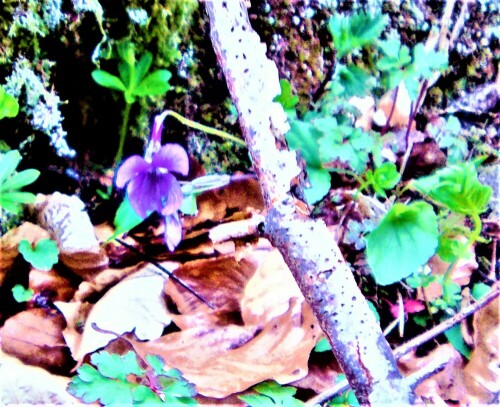 wald-veilchen-viola-reichenbachiana-jord-ex-boreau-28247.jpeg