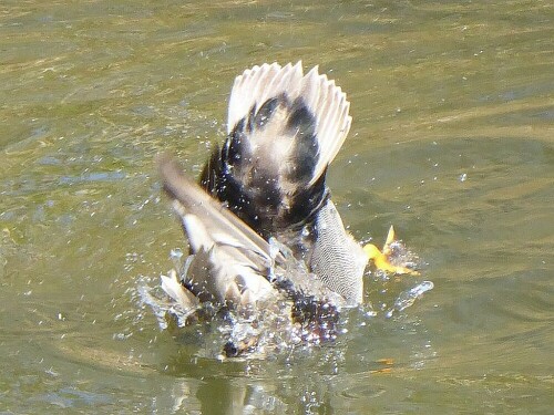 stockente-beim-baden-28274.jpeg