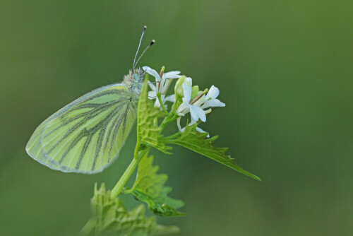 Rapsweißling, Grünaderweißling

Aufnameort: Odenwald
Kamera: Canon EOS 60D