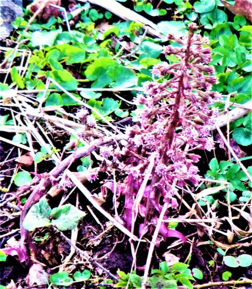 Die Gewöhnliche Pestwurz gehört zu den Korbblütlern(Asteraceae).
https://de.wikipedia.org/wiki/Gew%C3%B6hnliche_Pestwurz

Aufnameort: Eibelshausen Westufer der Dietzhölze nordöstlich des Lohmühlenweihers
Kamera: Medion Camcorder