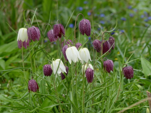 

Aufnameort: Weidenbach in meinem Garten
Kamera: Panasonic Lumix FZ 330