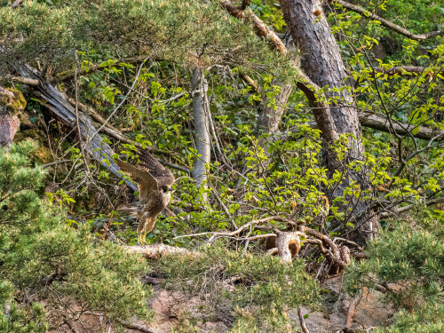 Wanderfalke im Abflug an seinem natürlichen Standort im Steinbruch

Aufnameort: Baden-Baden
Kamera: Olympus OM-1 mit 300 mm f4