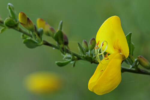 Blüte, Besenginster

Aufnameort: Odenwald
Kamera: Canon EOS 60D