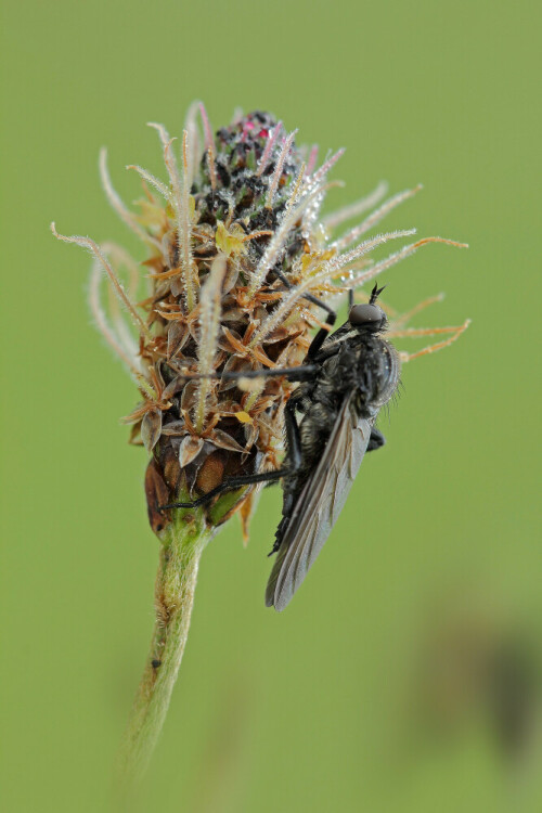 Tanzfliege

Aufnameort: Odenwald
Kamera: Canon EOS 60D