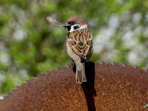 

Aufnameort: Weidenbach in meinem Garten
Kamera: Panasonic Lumix FZ 330