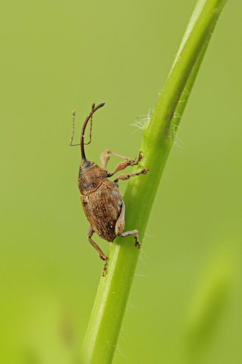 Haselnussbohrer

Aufnameort: Odenwald
Kamera: Canon EOS 60D