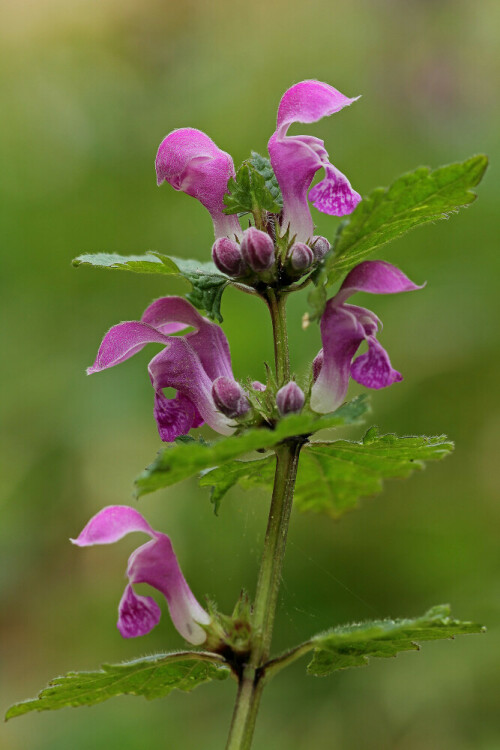 Gefleckte Taubnessel

Aufnameort: Odenwald
Kamera: Canon EOS 60D