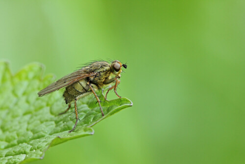 Gelbe Dungfliege


Aufnameort: Odenwald
Kamera: Canon EOS 60D