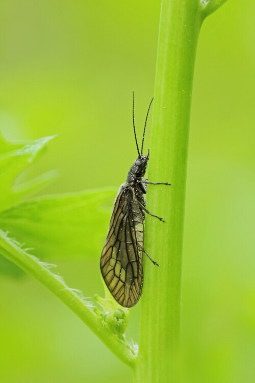 Schlammfliege

Aufnameort: Odenwald
Kamera: Canon EOS 60D