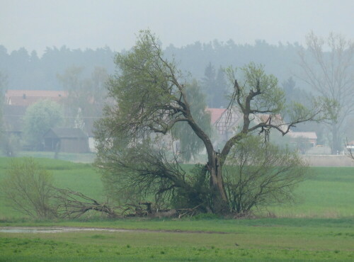 mystischer-dunstmorgen-im-altmuhlgrund-28339.jpeg