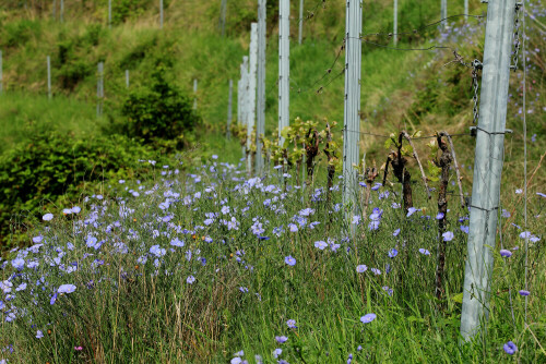 Ausdauernder Lein

Aufnameort: Hessische Bergstraße
Kamera: Canon EOS 60D