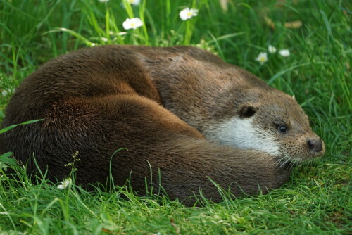 

Aufnameort: Kölner Zoo
Kamera: Sony Alpha 7/II