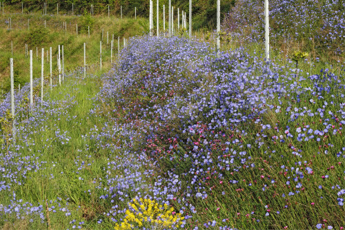 Ausdauernder Lein im Weinberg

Aufnameort: Hessische Bergstraße
Kamera: Canon EOS 60D