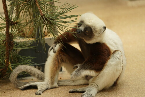 Ein Lemur im Madagaskar Haus der Kölner Zoos nimmt eine Mahlzeit ein.

Aufnameort: Kölner Zoo
Kamera: Sony Alpha 7/II