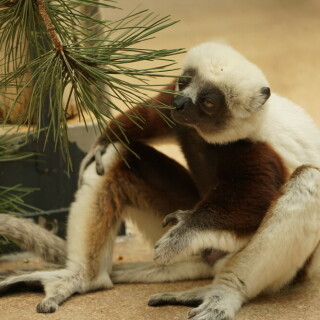 lemur-30501