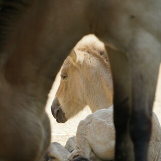 przewalski-fohlen-28319