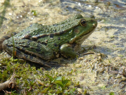 Hier der größte Teichfrosch seiner Art!

Aufnameort: Mooswaldsee
Kamera: Panasonik Lumix TZ 71