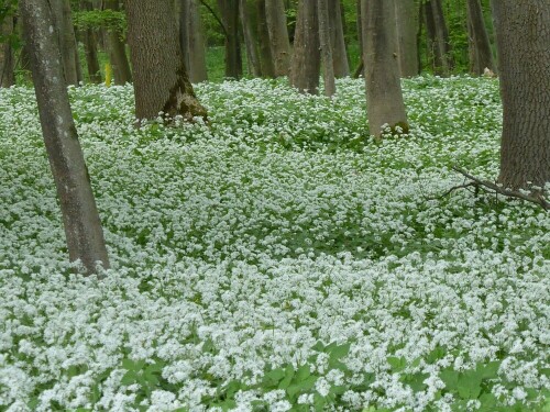 Der ganze Wald voll von diesen Blüten!

Aufnameort: Wald bei Nersingen
Kamera: Panasonic Lumix TZ 71