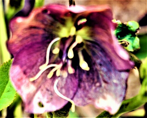 blute-einer-schneerose-helleborus-niger-l-28325.jpeg