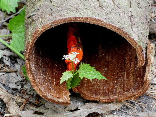 

Aufnameort: Triesdorf im Wald
Kamera: Panasonic Lumix FZ 330