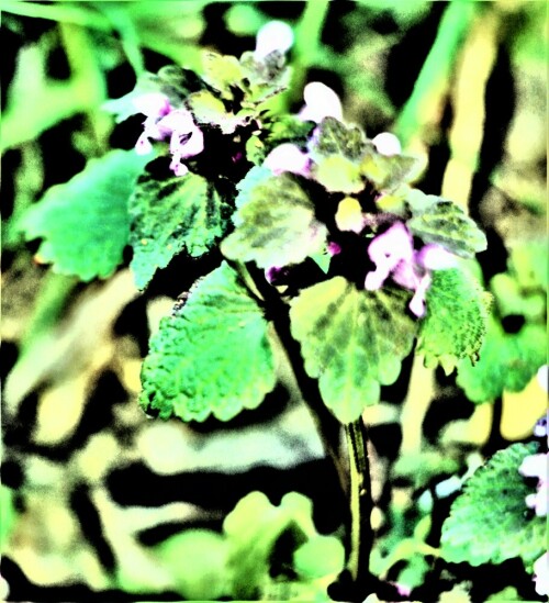 Die Purpurrote Taubnessel gehört zur Familie der Lippenblütler
(Lamiaceae).
https://de.wikipedia.org/wiki/Purpurrote_Taubnessel

Aufnameort: Eiershausen Garten
Kamera: Canon EOS 1300D