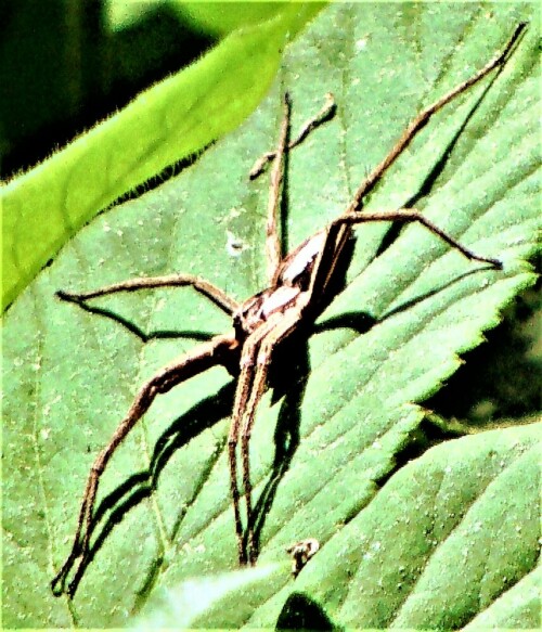 Die Gerandete Jagdspinne gehört zur Familie der Raubspinnen(Pisauridae).
https://de.wikipedia.org/wiki/Gerandete_Jagdspinne


Aufnameort: Eschenburg Ostufer Lohmühlenweiher
Kamera: Medion Camcorder