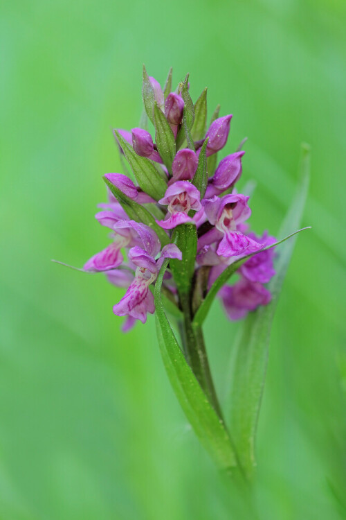 Breitblättriges Knabenkraut, Dactylorhiza majalis



Aufnameort: Odenwald
Kamera: Canon EOS 60D