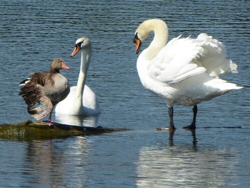 Im Tierreich besser vereint wie.......

Aufnameort: Öpfinger Stausee
Kamera: Panasonic Lumix TZ 71