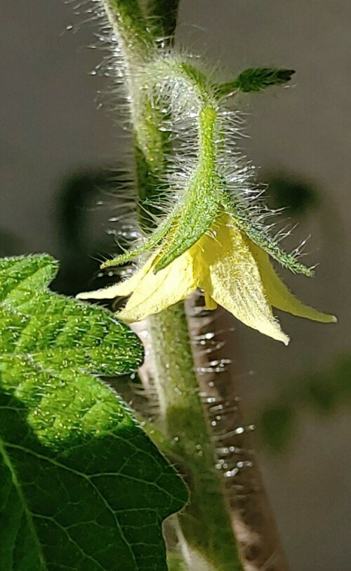 So schön sind Tomatenblüten aus der Nähe betrachtet!

Aufnameort: Lichtenau Mfr.
Kamera: LG G8S Thinq