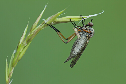 Tanzfliege, Empis opaca


Aufnameort: Odenwald
Kamera: Canon EOS 60D