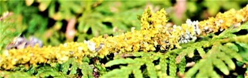 Die Gelbflechte gehört zu den Blattflechten.
https://de.wikipedia.org/wiki/Xanthoria_parietina

Aufnameort: Eiershausen Parkplatz Friedhof
Kamera: Canon EOS 1300D