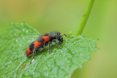 Zottiger Bienenkäfer, Trichodes alvearius


Aufnameort: Odenwald
Kamera: Canon EOS 60D