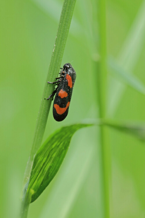 Gemeine Blutzikade

Aufnameort: Odenwald
Kamera: Canon EOS 60D