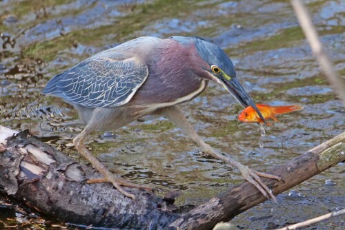 grunreiher-mit-goldfisch-28391.jpeg