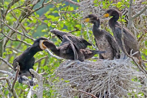 kormoran-frisst-seine-jungen-auf-28384.jpeg