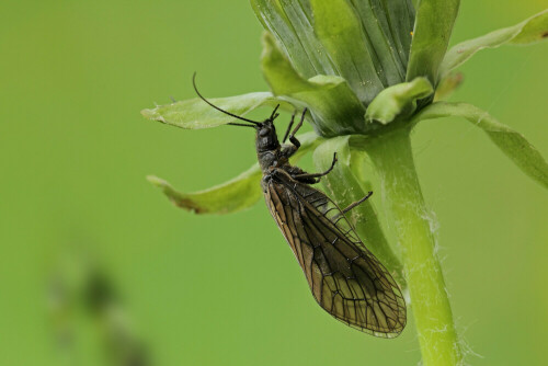 Schlammfliege

Aufnameort: Odenwald
Kamera: Canon EOS 60D