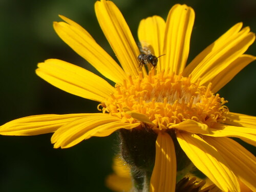 

Aufnameort: Weidenbach in meinem Garten
Kamera: Panasonic Lumix FZ 330