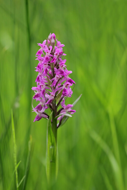 Breitblättriges Knabenkraut


Aufnameort: Odenwald
Kamera: Canon EOS 60D